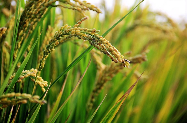 Rice field