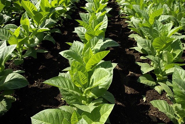 World’s Highest Tobacco Producing Countries