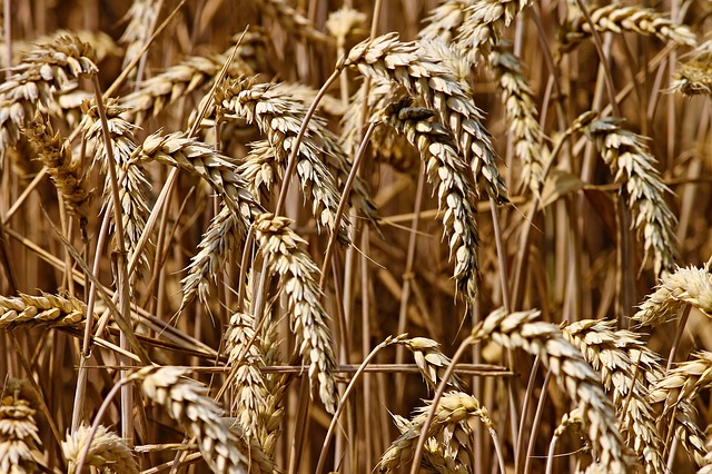 15 Highest Wheat Producing Countries